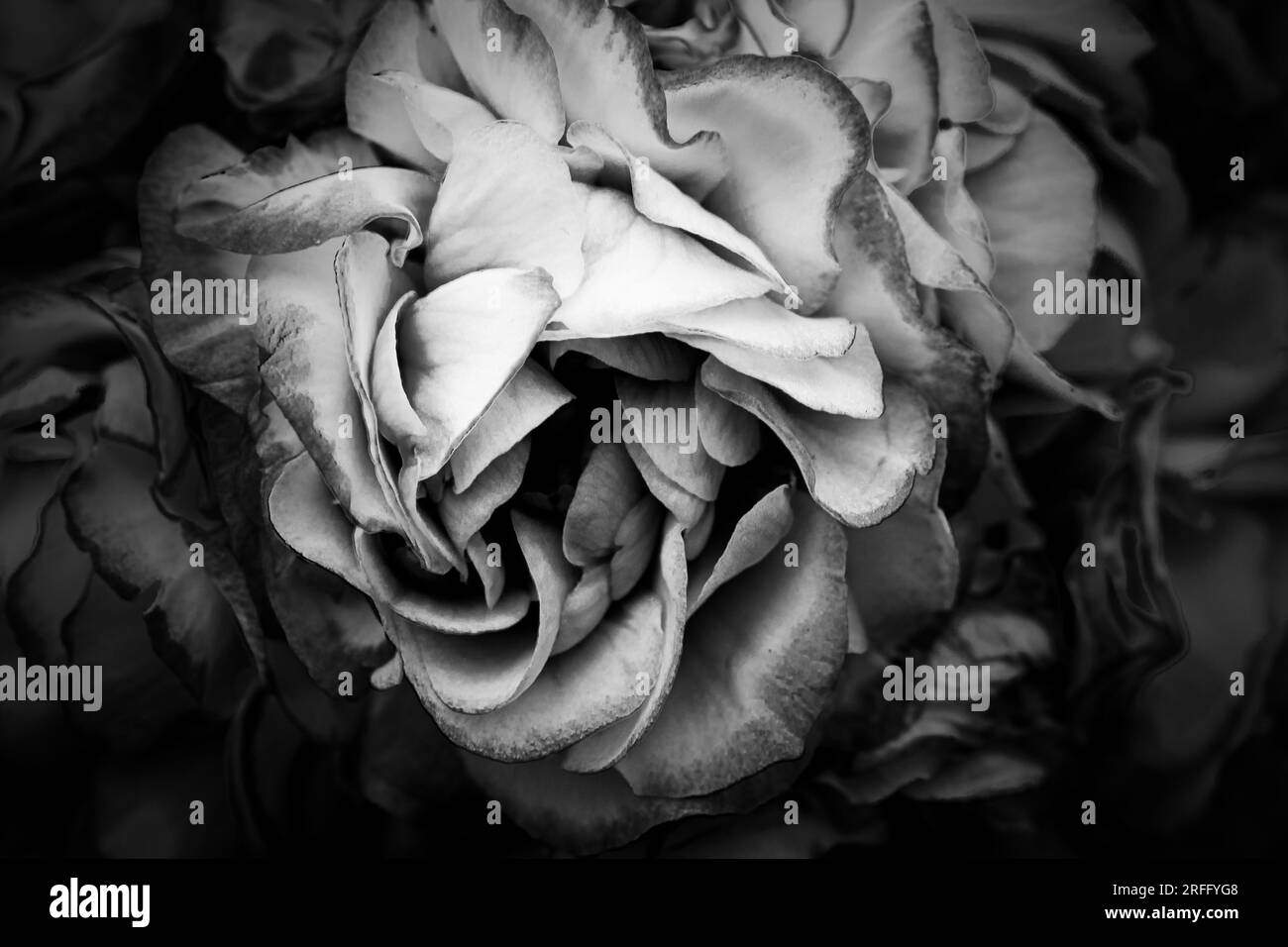 Géranium en noir & blanc gros plan - Macro monochromatique de la structure délicate de la fleur Banque D'Images