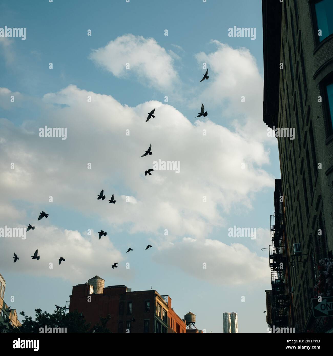 Oiseaux volant autour de Soho, Manhattan, New York Banque D'Images