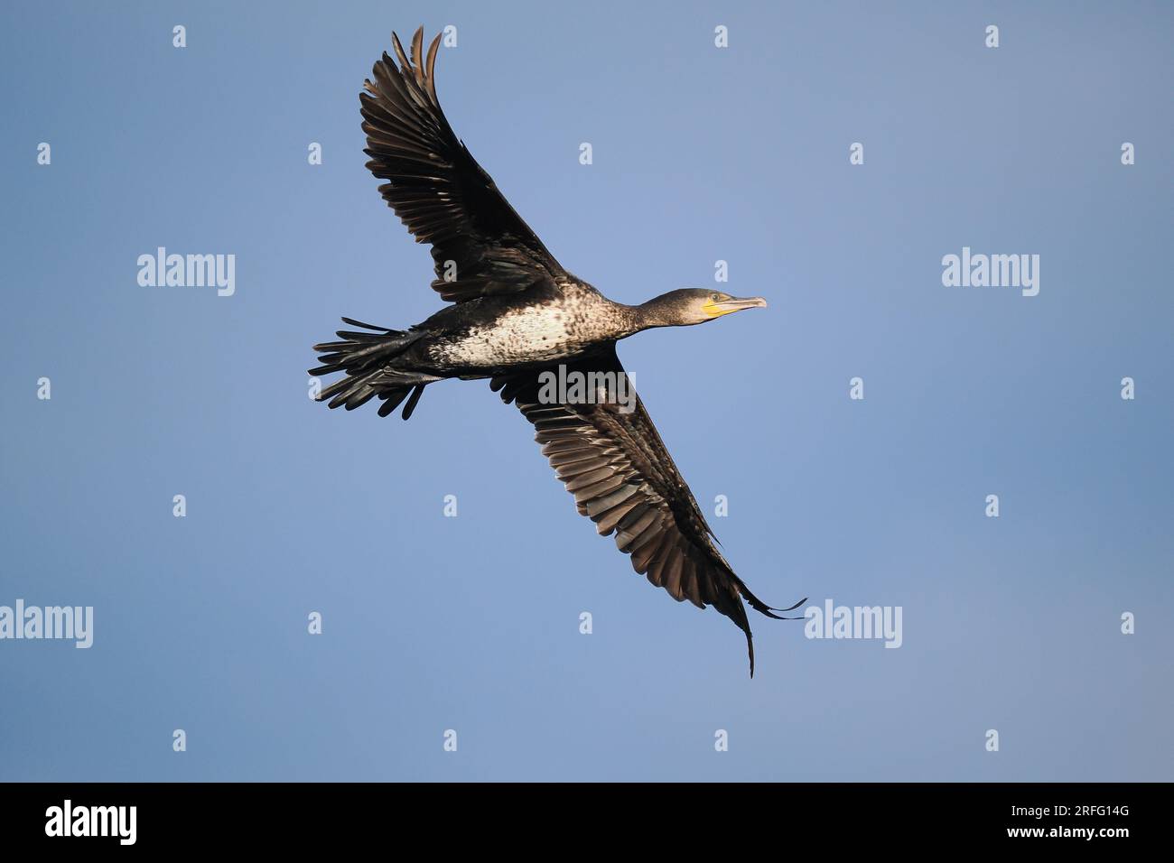 Les cormorans sont grégaires et perdurent en colonies loin des sites de reproduction. Banque D'Images Les cormorans sont grégaires et perdurent en colonies loin des sites de reproduction. Banque D'Images