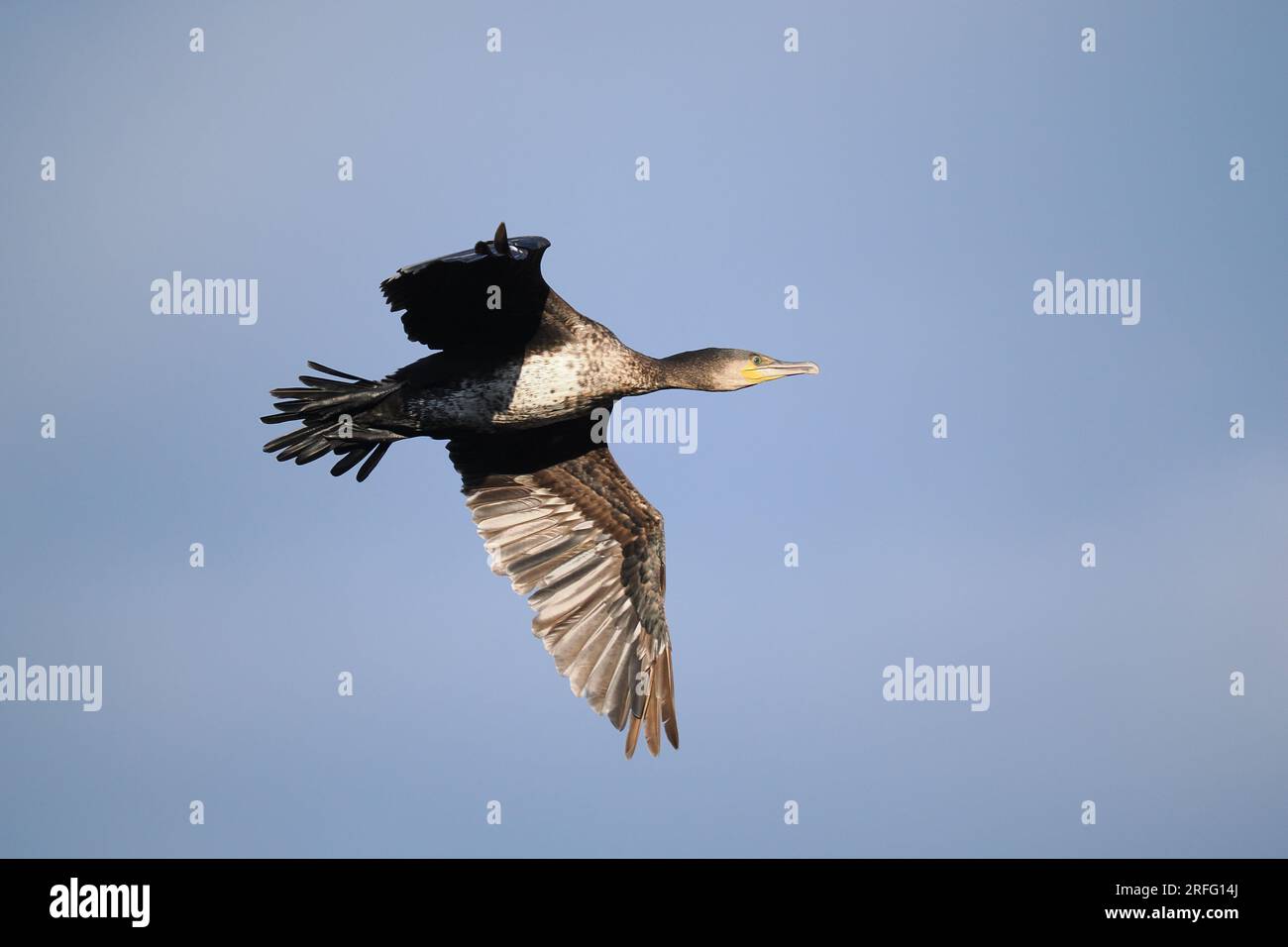 Les cormorans sont grégaires et perdurent en colonies loin des sites de reproduction. Banque D'Images Les cormorans sont grégaires et perdurent en colonies loin des sites de reproduction. Banque D'Images