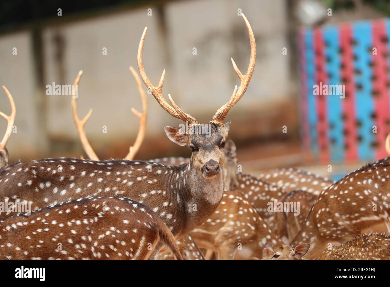 Le cerf est très commun dans les Sundarbans. C'est l'un des plus beaux chéris au monde. Ils aiment vivre en troupeau. Banque D'Images