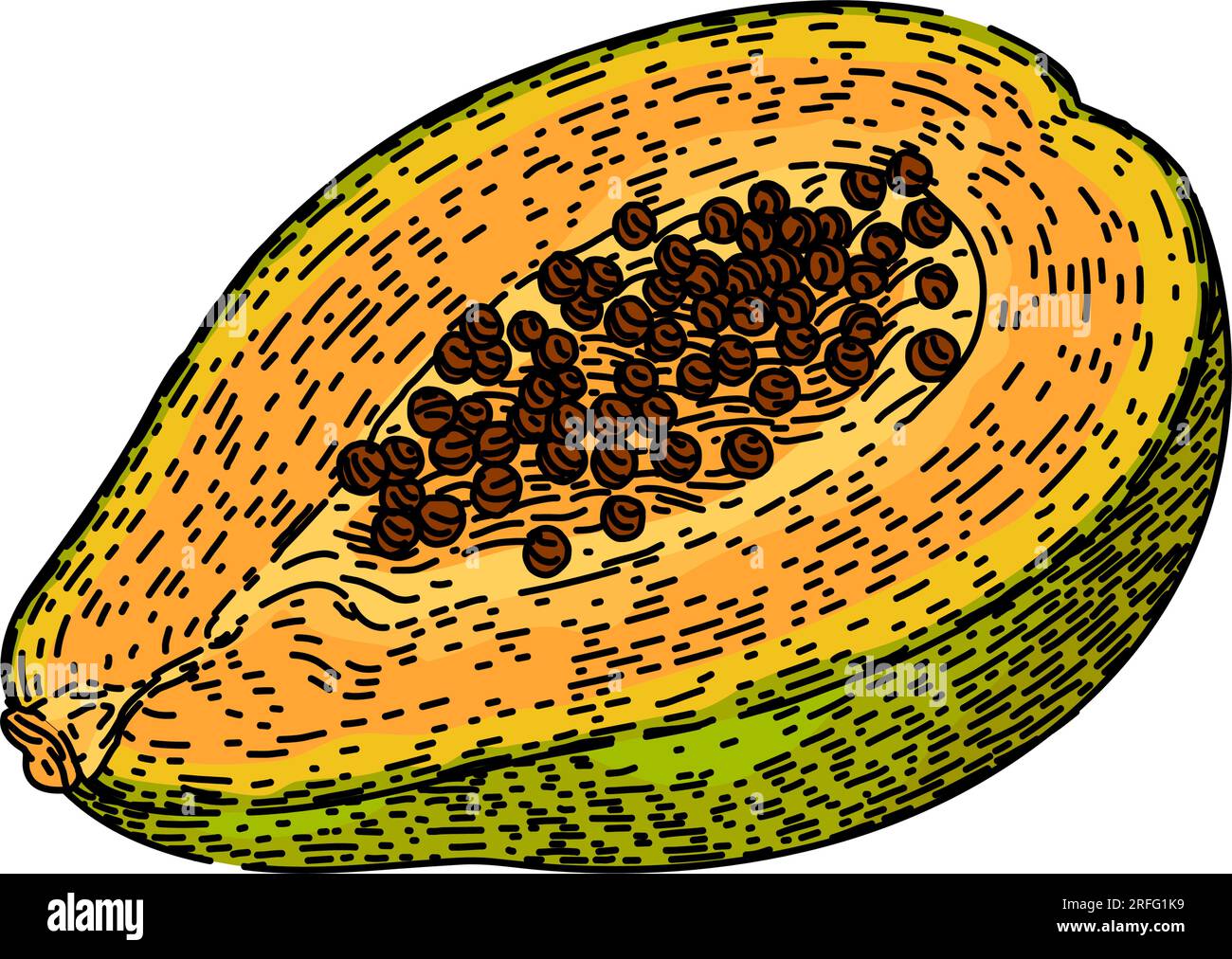 vecteur dessiné à la main de croquis de fruits de papaye orange Illustration de Vecteur