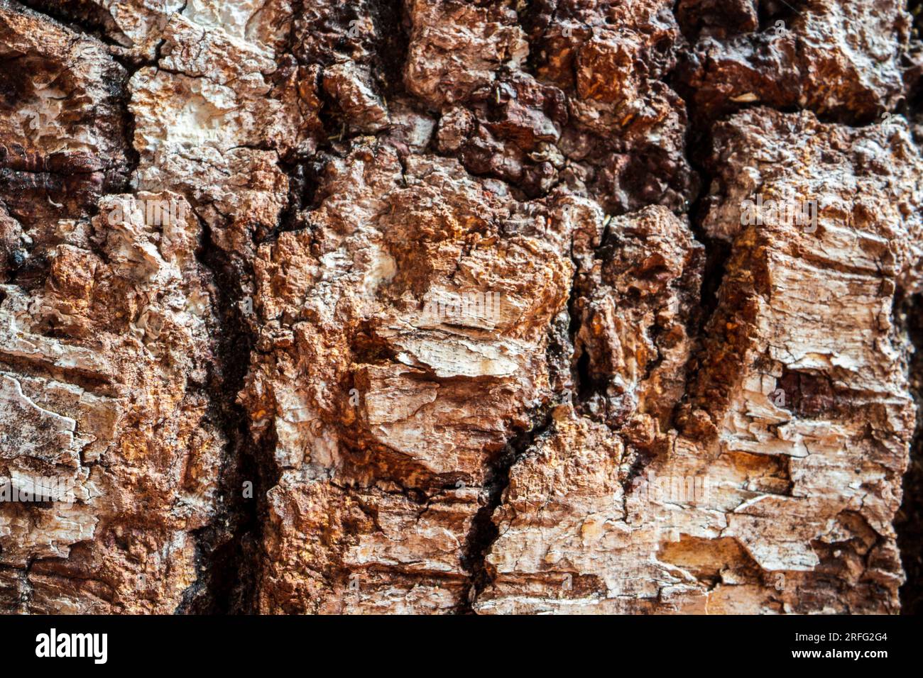 Texture de relief de l'ancienne écorce de l'arbre en gros plan dans la forêt. Magnifique surface en bois abstrait naturel pour fonds d'écran et arrière-plans Banque D'Images