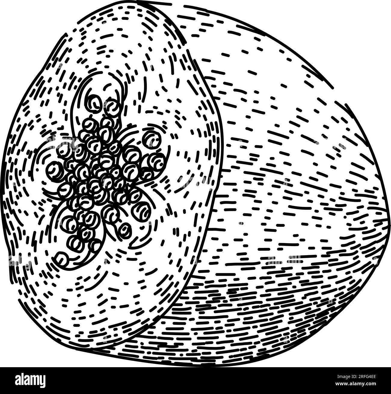 couper le vecteur dessiné à la main de croquis de fruits de papaye Illustration de Vecteur