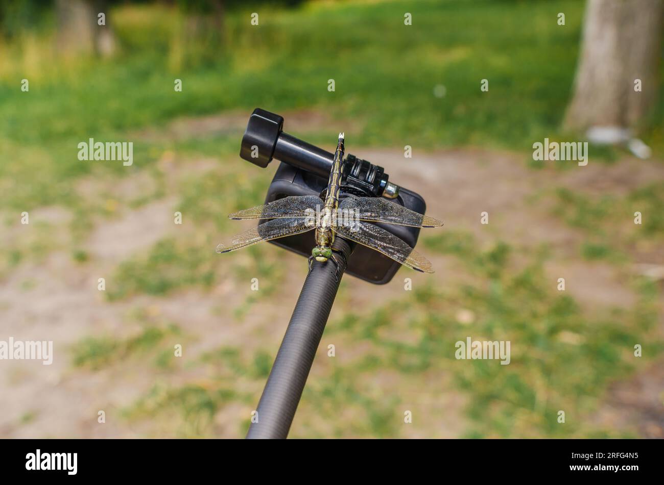 Dragonfly est assis sur une caméra d'action trépied dans la nature. Caméra embarquée pour prise de vue nature. Insectes intéressants Banque D'Images