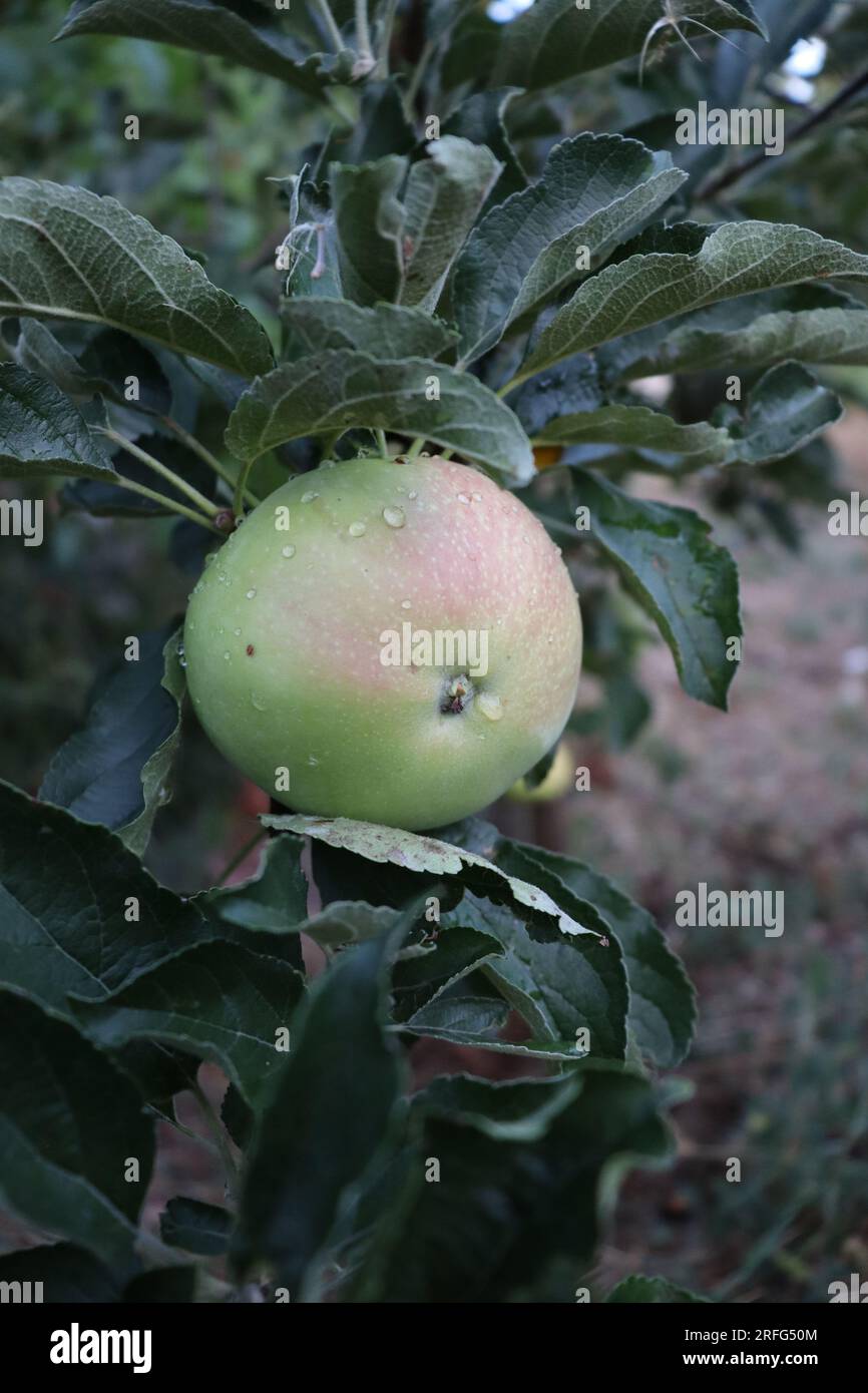 Fruits de la nature. Banque D'Images