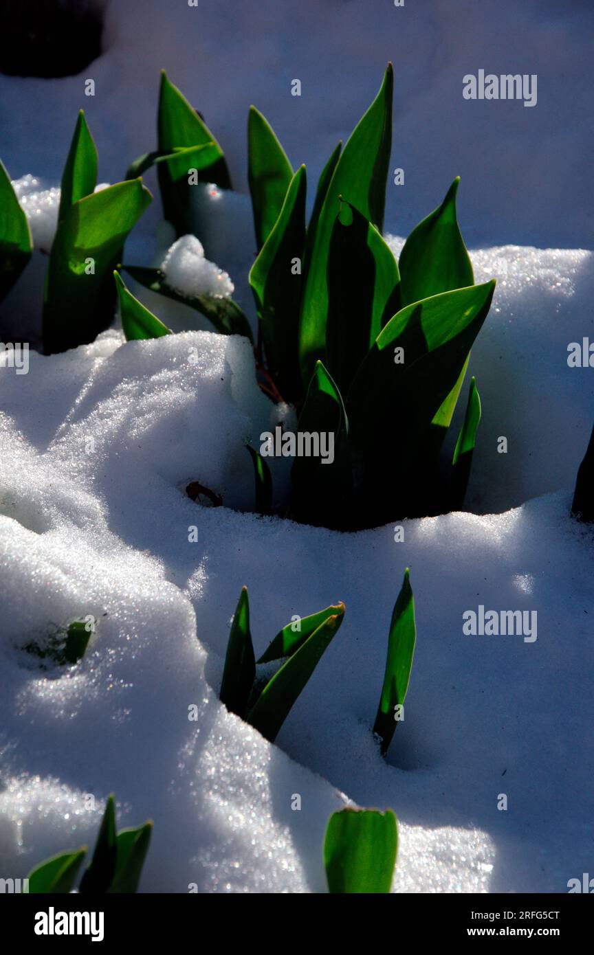 Crocco sbuca dalla neve all'ombra di alcuni rami spogli Banque D'Images