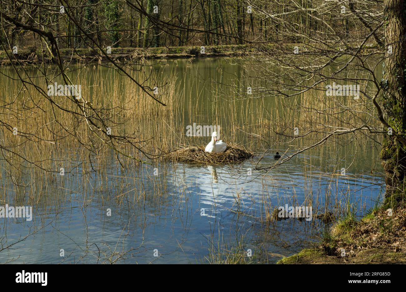 Un cygne assis sur son nid près du bord de Cannop Pond dans la forêt de Dean par une journée ensoleillée de mars Banque D'Images