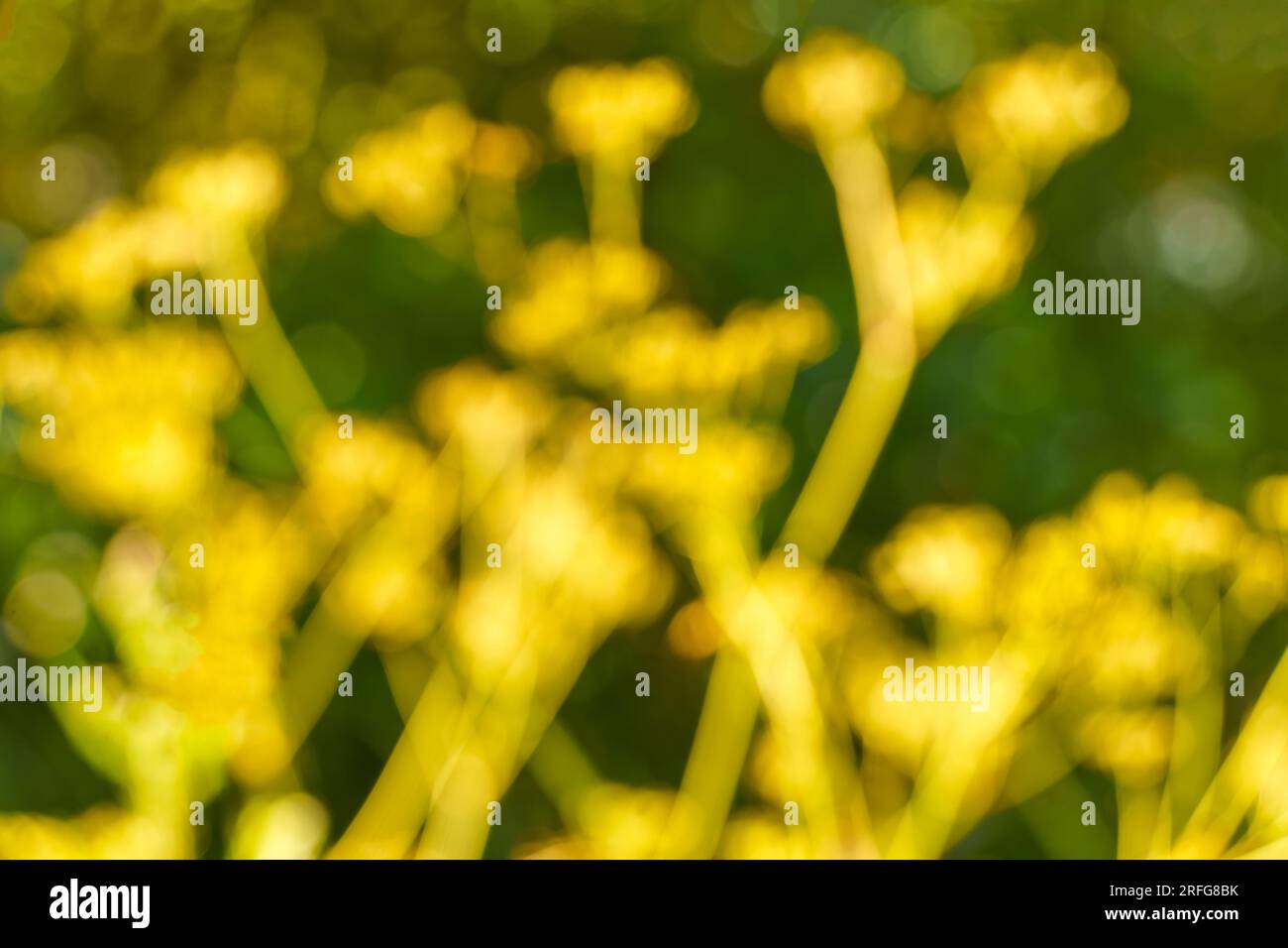 Fond naturel jaune et vert flou. Banque D'Images