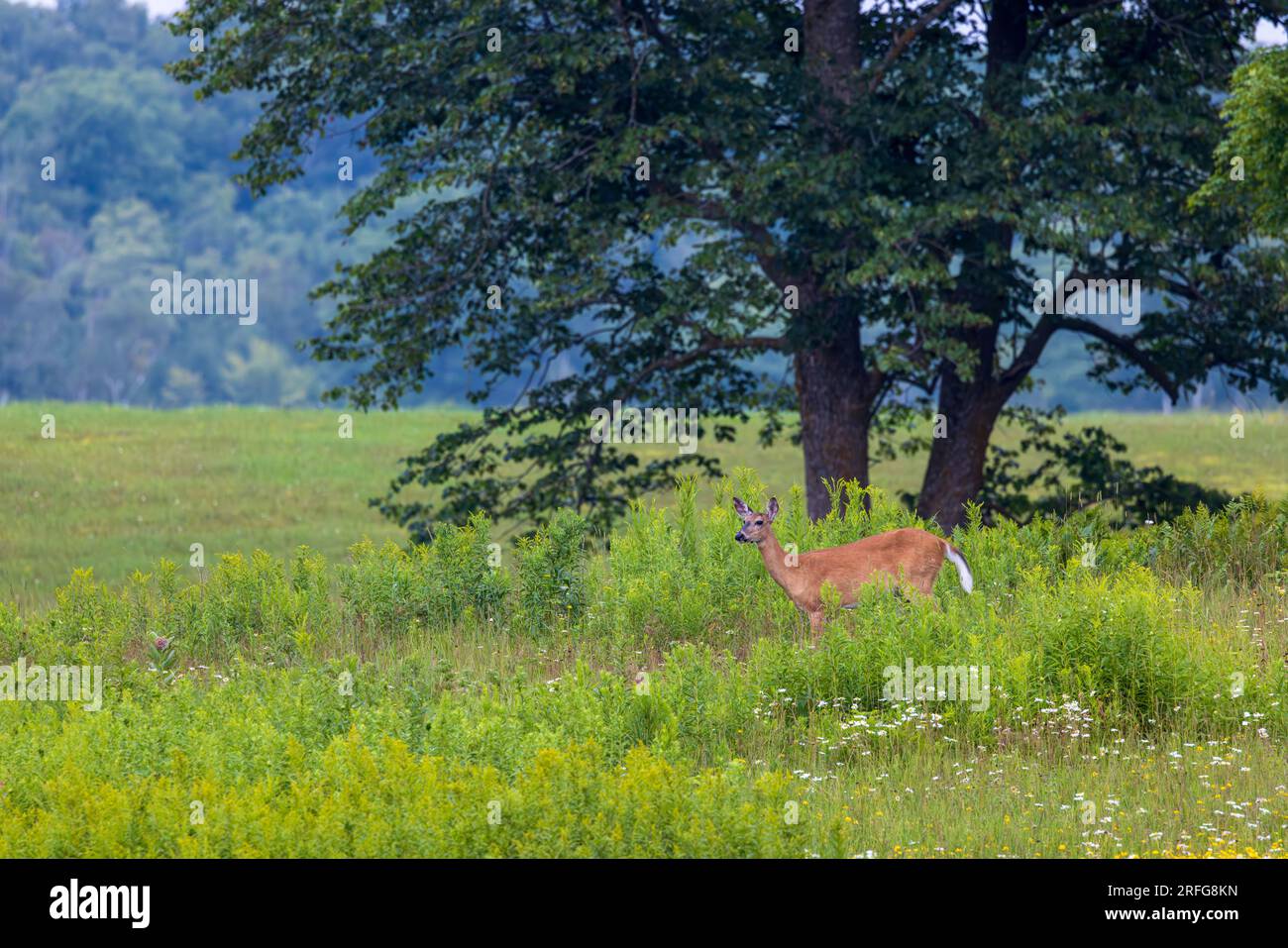 Biche à queue blanche debout dans un champ de fermier dans le nord du Wisconsin. Banque D'Images
