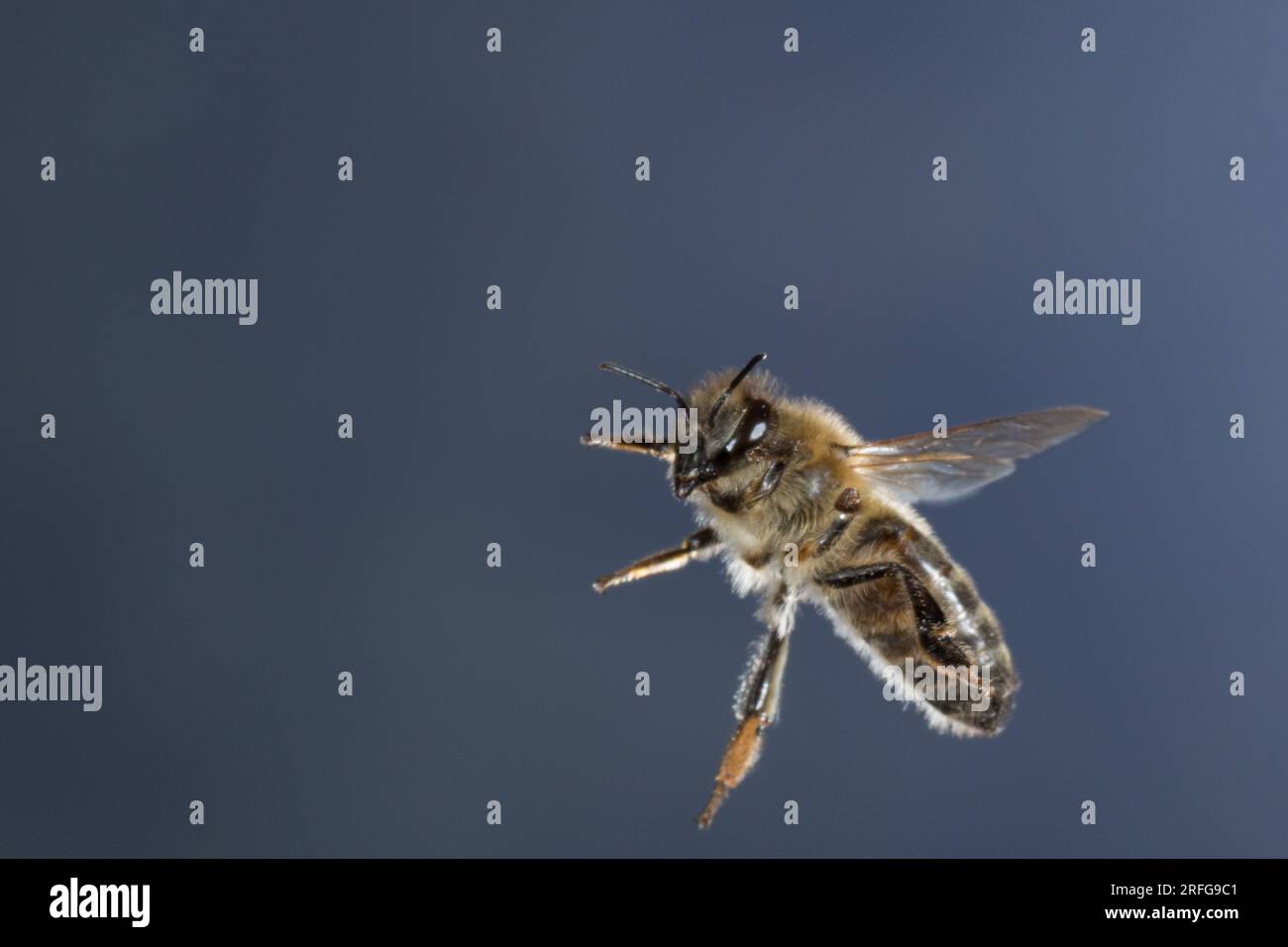 Honigbiene, Honig-Biene, Europäische Honigbiene, Braunschweiger Honigbiene, Flug, fliegend, Biene, Bienen, Apis mellifera, Apis mellifica, abeille, ruche Banque D'Images