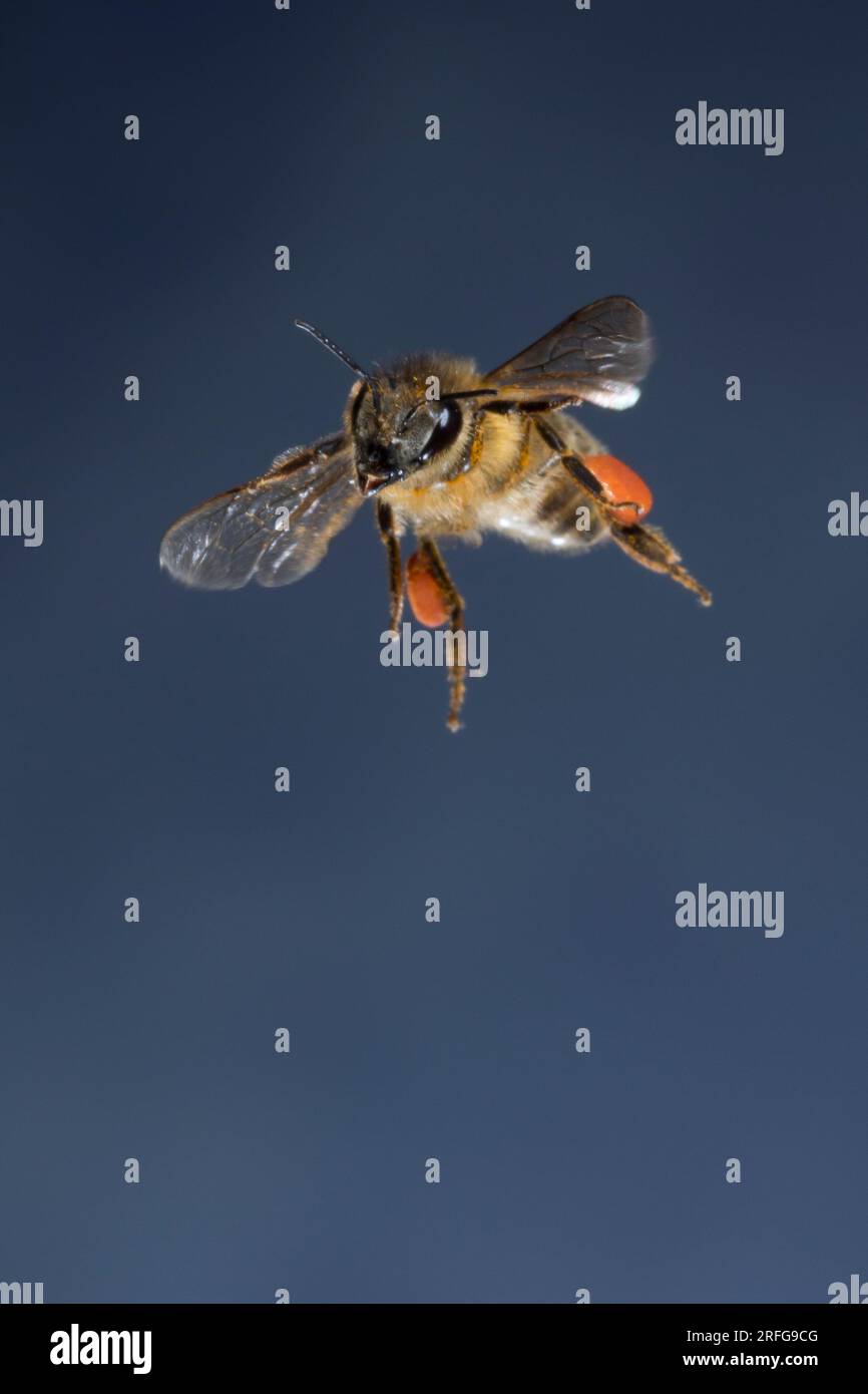 Honigbiene, Honig-Biene, Europäische Honigbiene, Westliche Honigbiene, Flug, Fliegend, Pollenhöschen, Biene, Bienen, Apis mellifera, Apis mellifica, h Banque D'Images