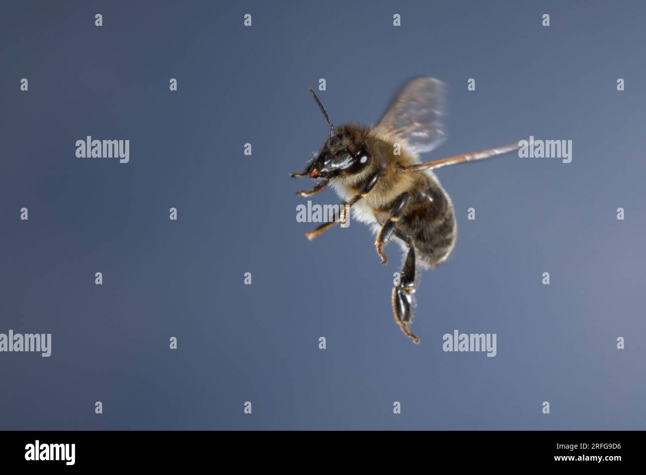 Honigbiene, Honig-Biene, Europäische Honigbiene, Braunschweiger Honigbiene, Flug, fliegend, Biene, Bienen, Apis mellifera, Apis mellifica, abeille, ruche Banque D'Images
