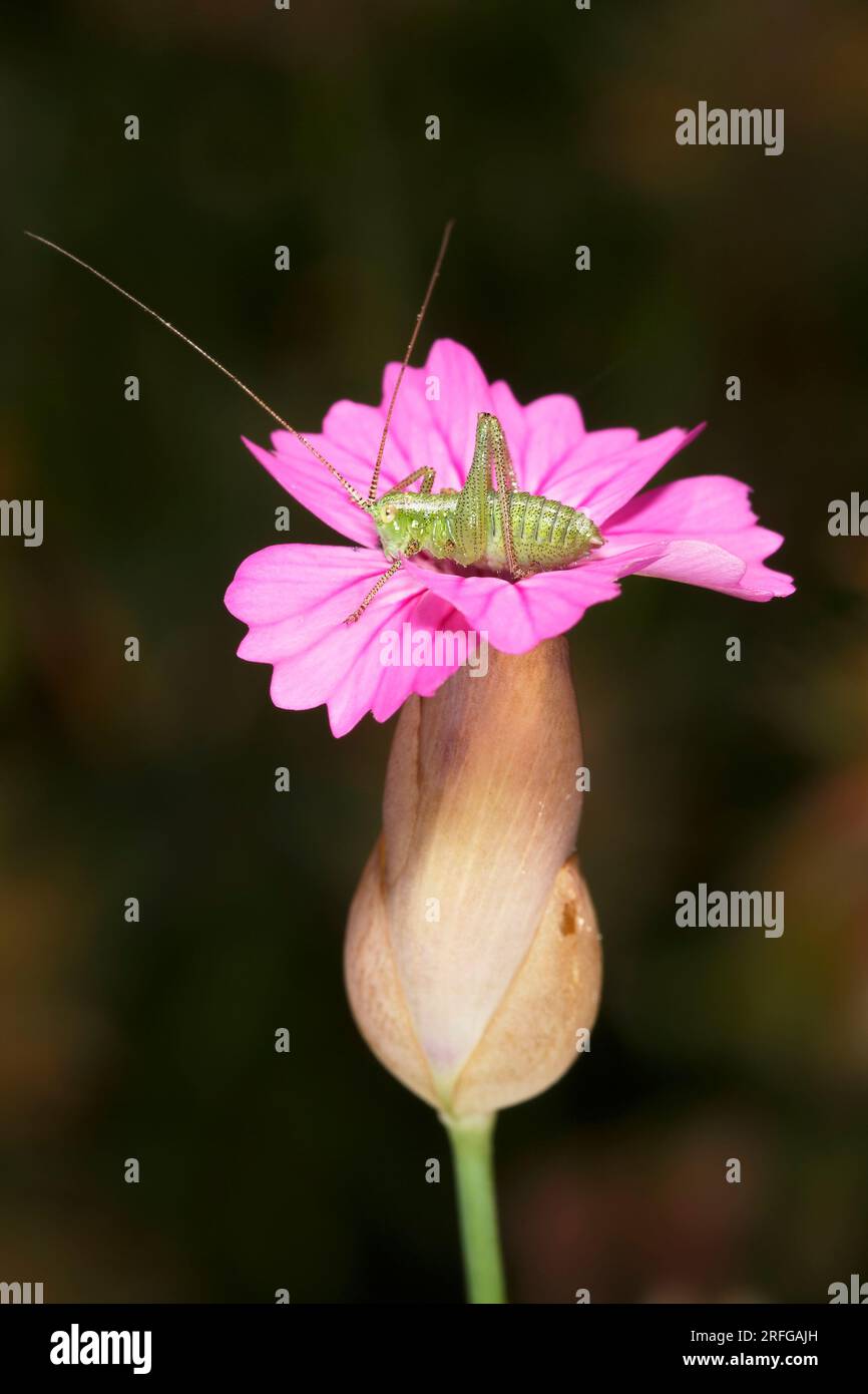 Nymphe de cricket de Bush sur fleur de Petrorhagia glumacea Banque D'Images