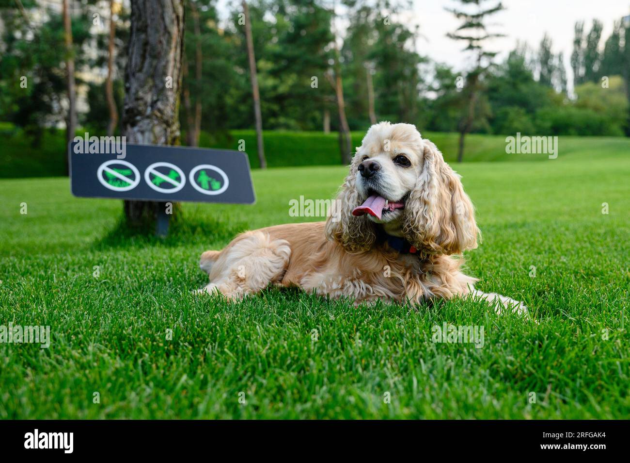 Le chien se repose allongé sur l'herbe verte dans le parc. Panneau interdisant aux chiens de marcher en arrière-plan. Banque D'Images