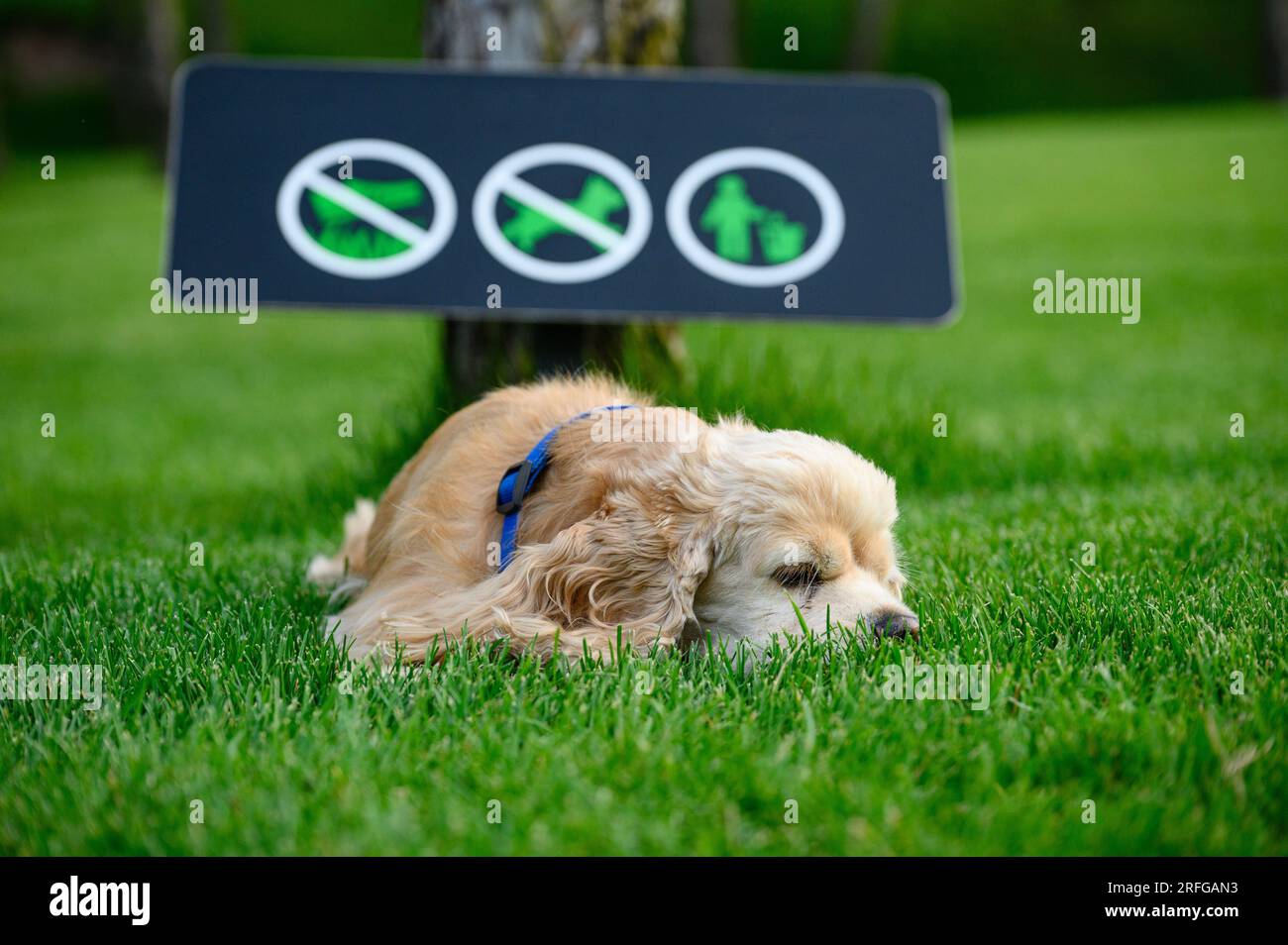 Le chien se repose allongé sur l'herbe verte dans le parc. Panneau interdisant aux chiens de marcher en arrière-plan. Banque D'Images