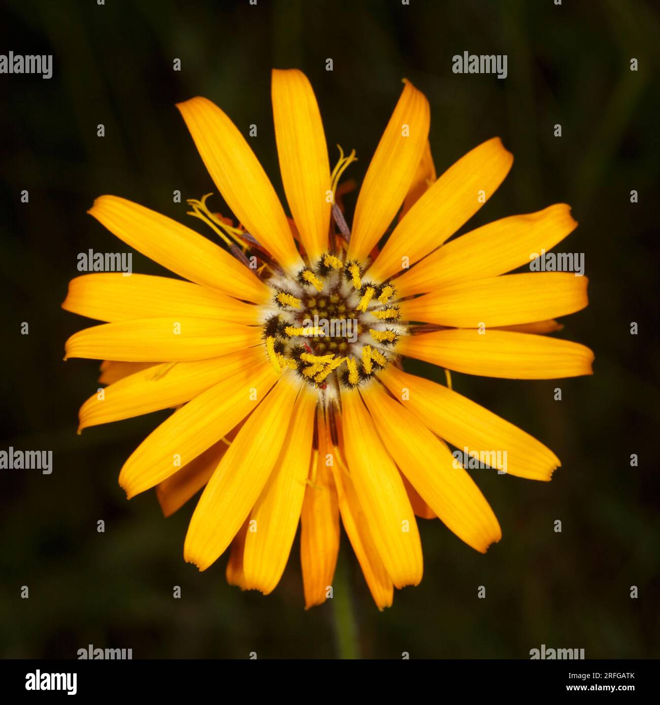 Belle fleur dorée Hymnonema laconicum poussant sauvage en Grèce Banque D'Images