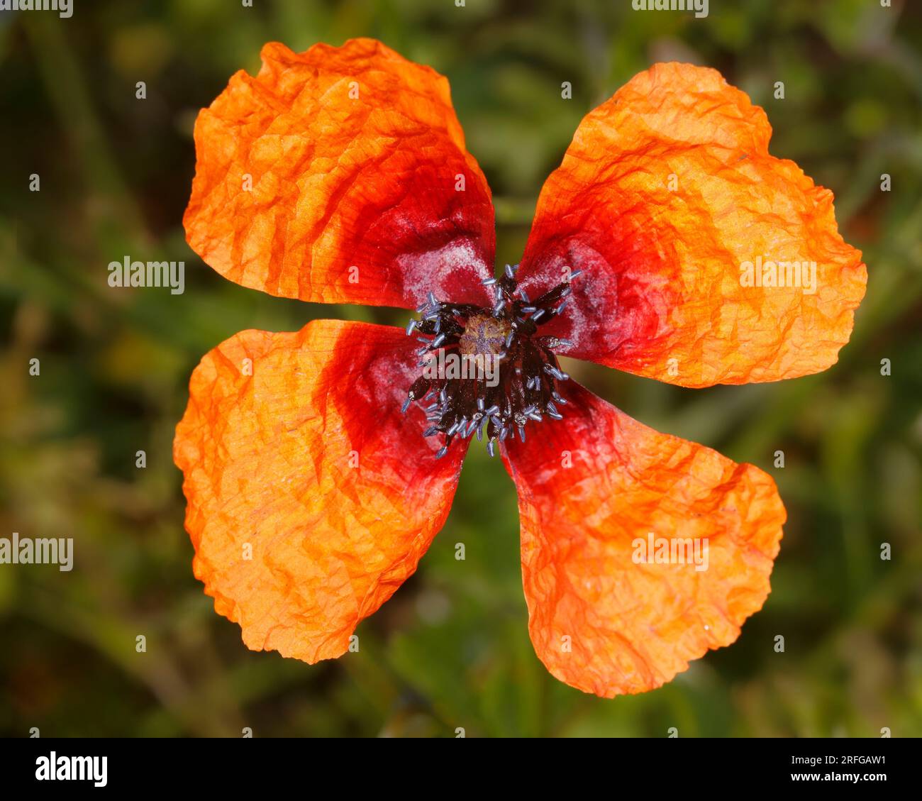 Vue rapprochée du sommet d'une fleur de coquelicot orange (Papaver negrotinctum) au début de l'été en Grèce Banque D'Images
