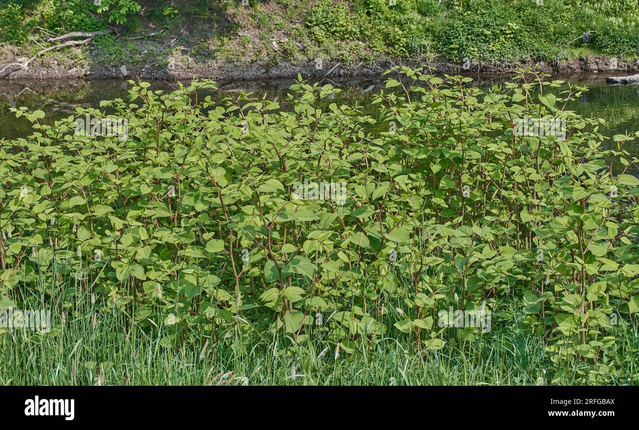 Knotweed japonais (Fallopia japonica) à Wupper River, Bergisches Land, Allemagne Banque D'Images