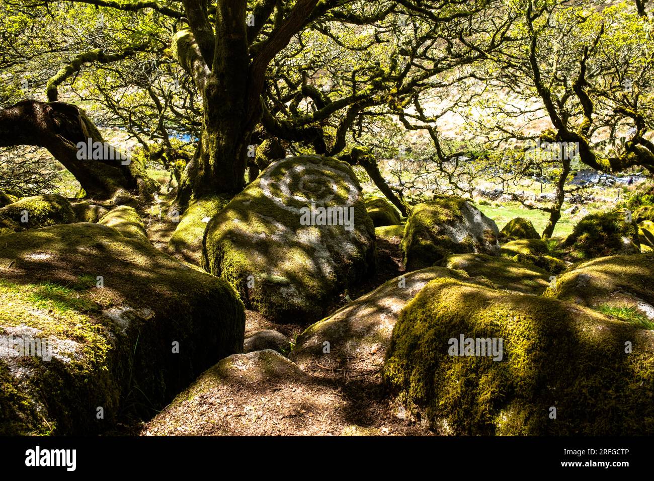 Wistman's Wood, bois d'oakwood préservé à Dartmoor, Angleterre, Royaume-Uni Banque D'Images