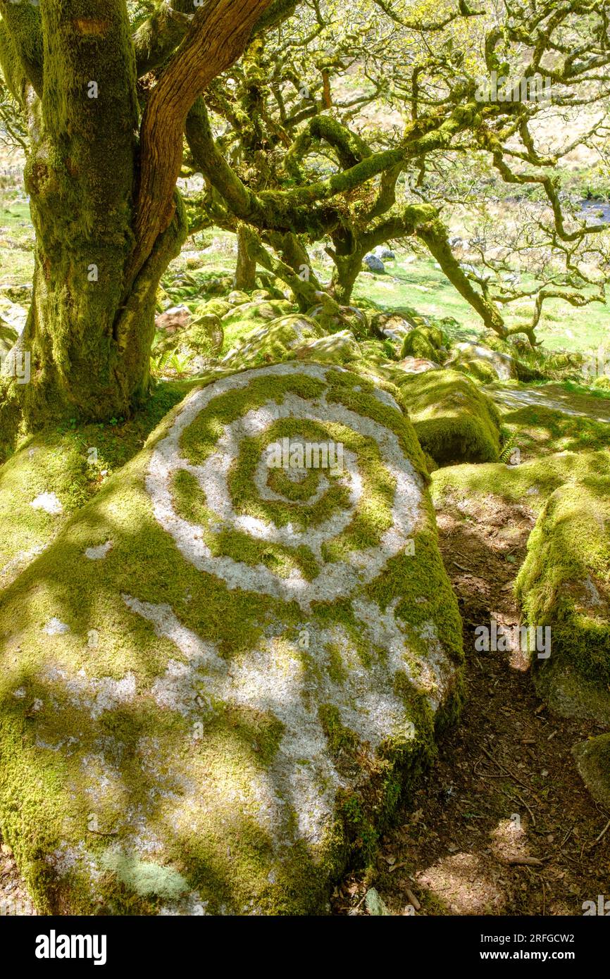 Wistman's Wood, bois de chêne préservé à Dartmoor avec mousses épiphytes et lichens, Angleterre, Royaume-Uni Banque D'Images