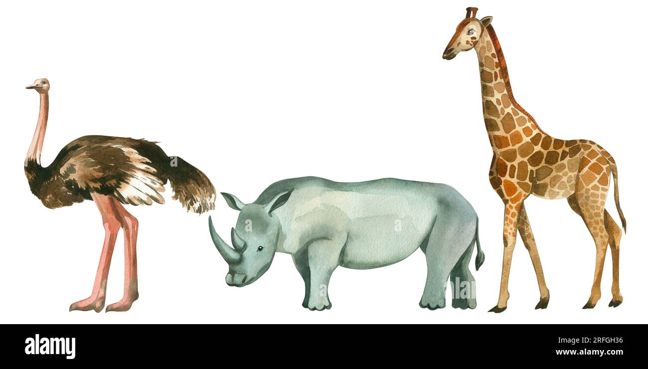 Un ensemble d'illustrations à l'aquarelle. Animaux d'Afrique manuellement dessiné à la main autruche, rhinocéros, girafe sur fond blanc. Convient à l'impression Banque D'Images