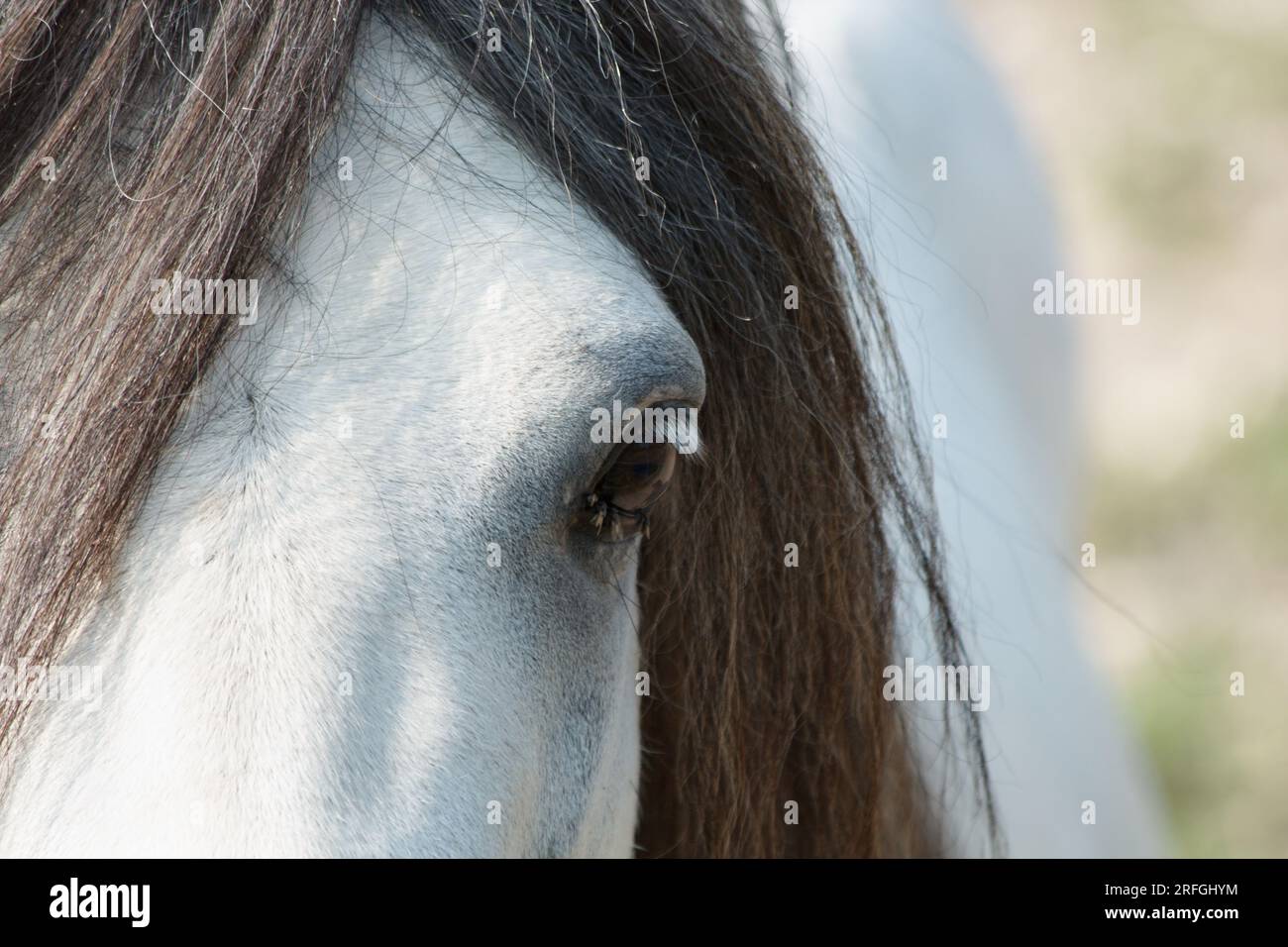 Gros plan de la demi-face d'un cheval blanc avec sa crinière révélant son œil. Espagne Banque D'Images