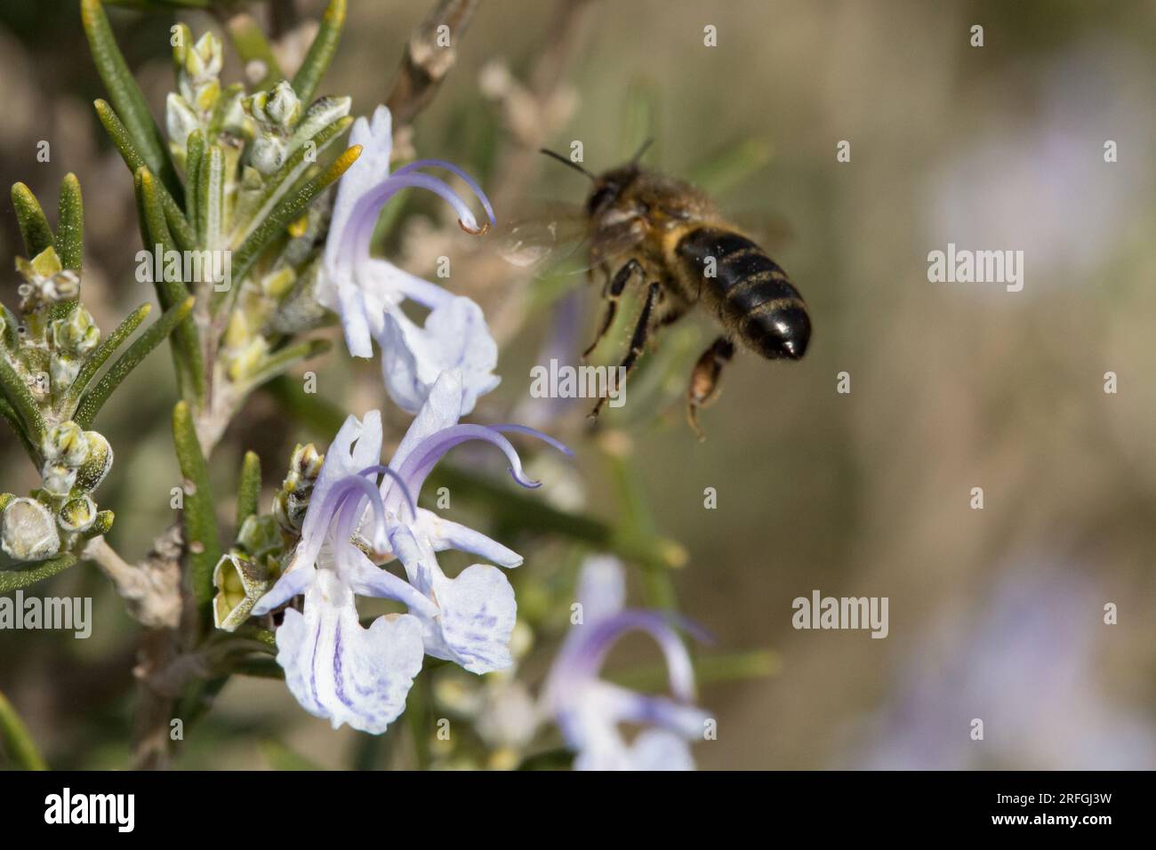 Apis mellifera (abeille européenne), approchant la fleur de plante de romarin en vol Banque D'Images