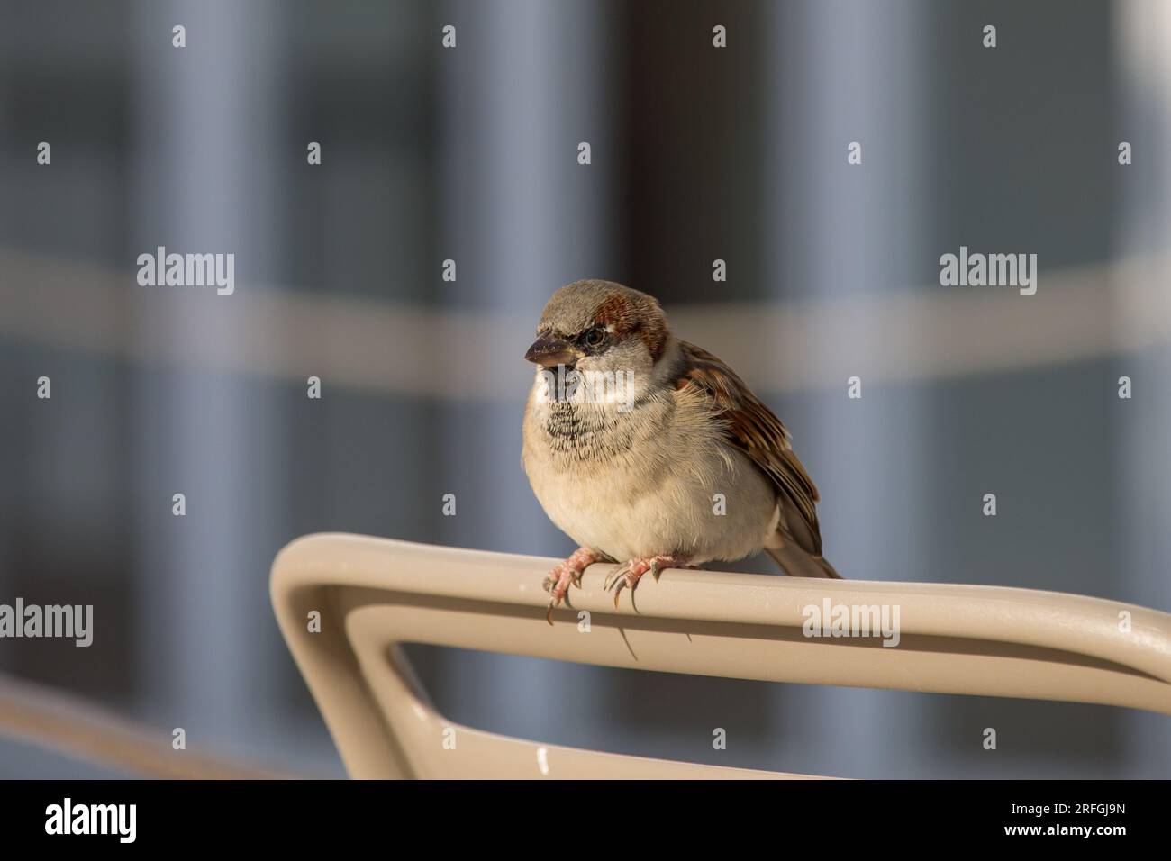 Oiseau urbain en voie de disparition cherchant à se nourrir près des humains Banque D'Images