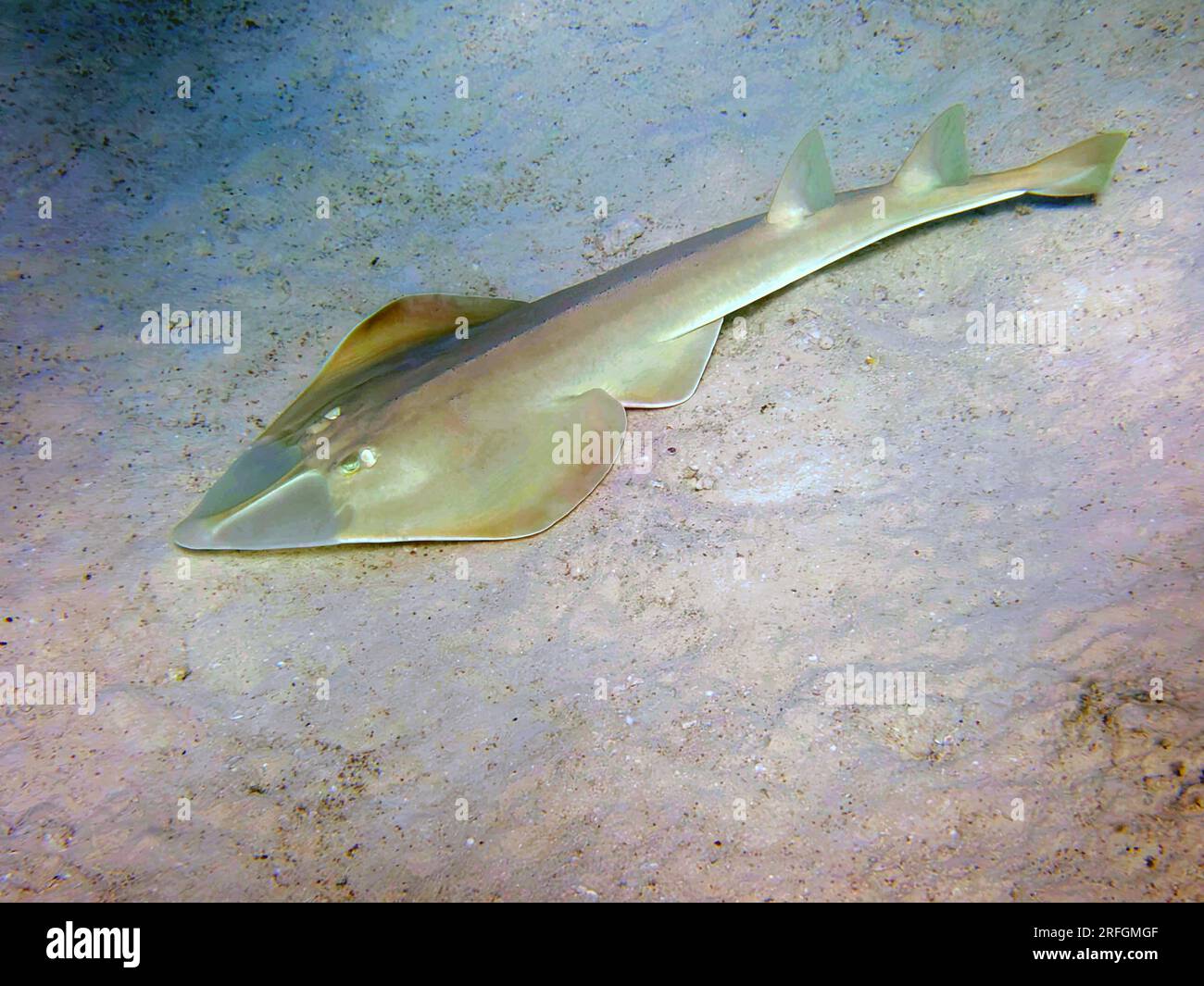 Le guitarfish halavi - (Glaucostegus halavi), photo sous-marine dans la mer Rouge Banque D'Images
