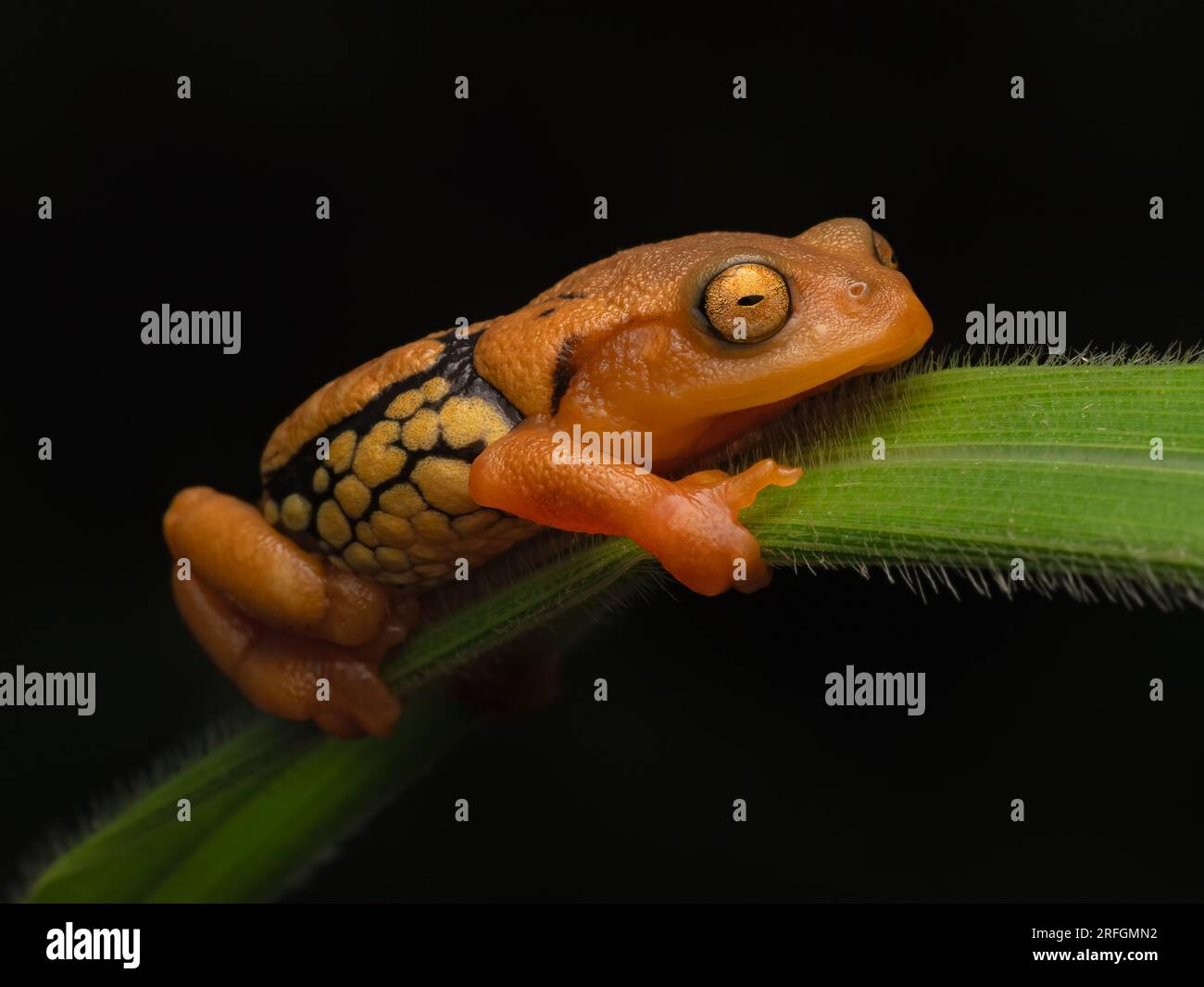 Portrait d'une grenouille-arbuste resplendissante (Raorchestes resplendens) fortement endémique et en danger critique d'extinction, accrochée à un brin d'herbe Banque D'Images