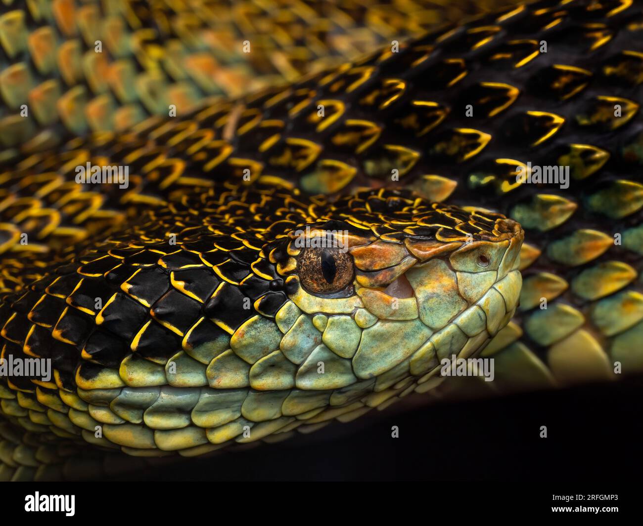 Portrait d'une vipère de fosse d'Anamalai (Craspedocephalus anamallensis) de Munnar, Kerala, Inde Banque D'Images