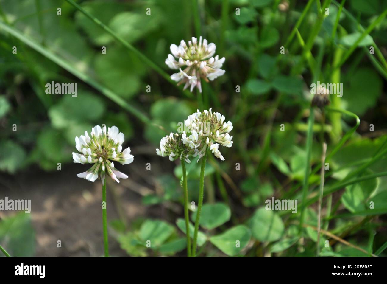 Le trèfle est de nature blanche (Trifolium repens) Banque D'Images