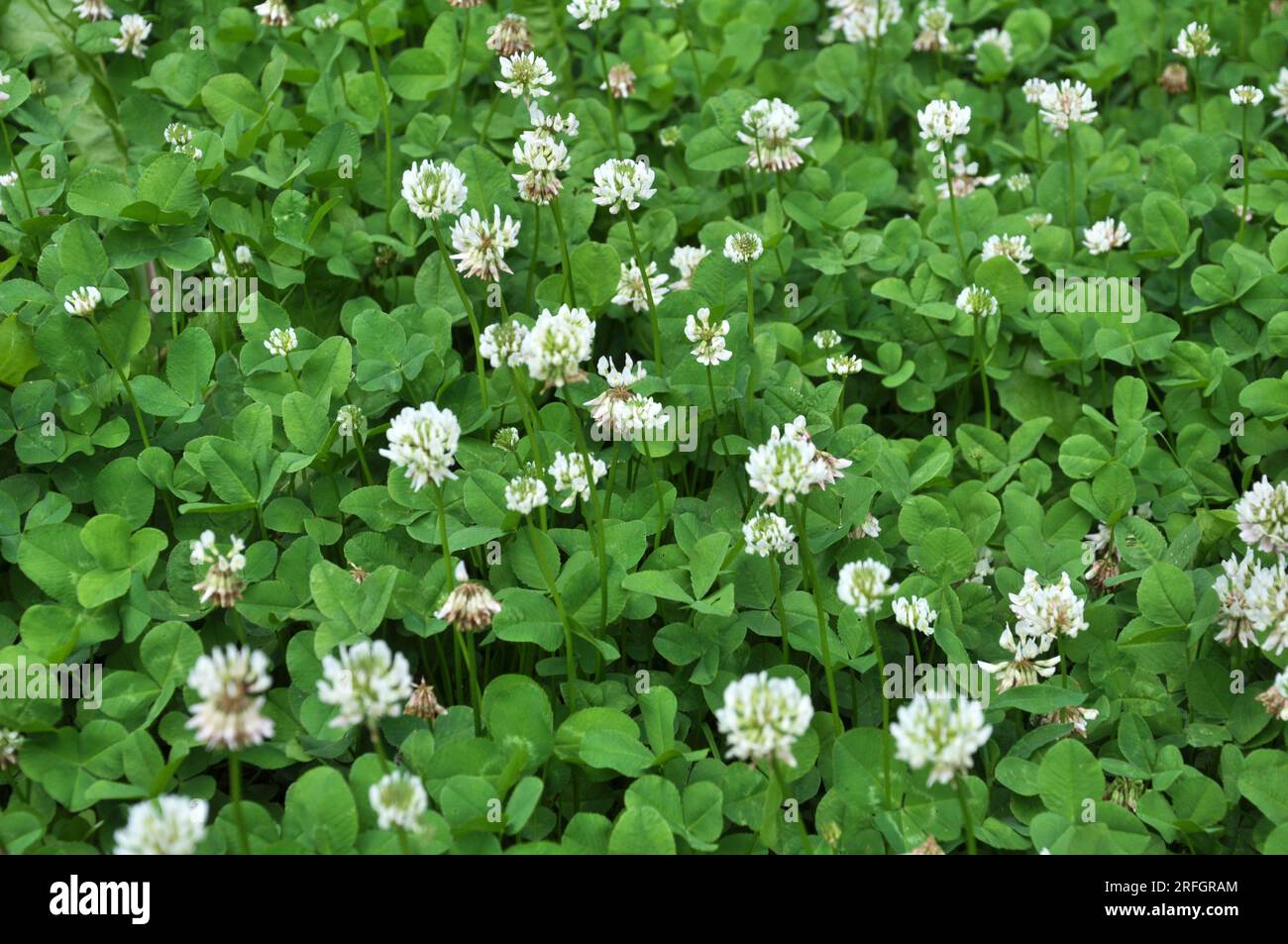 Le trèfle est de nature blanche (Trifolium repens) Banque D'Images
