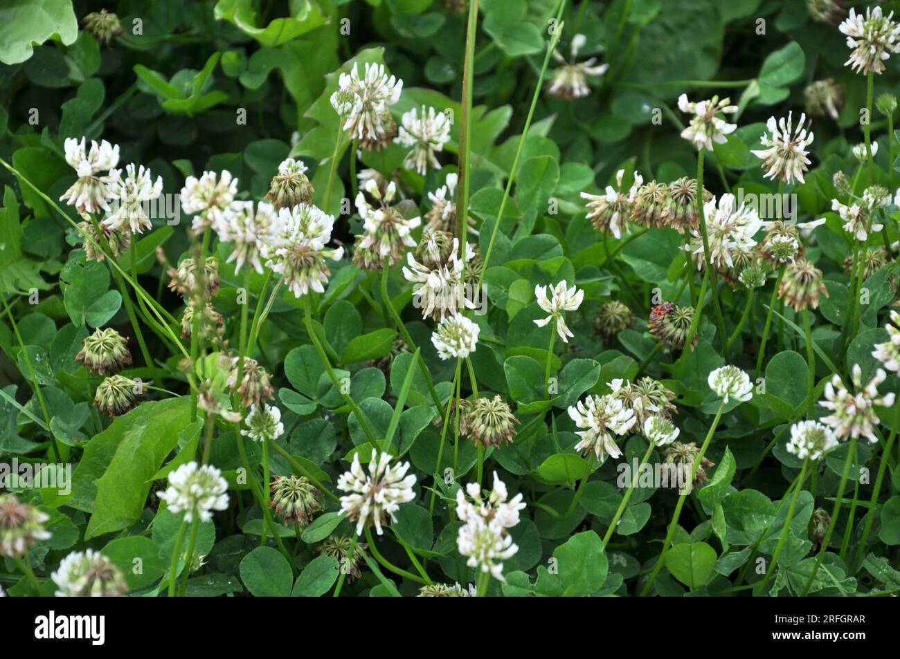 Le trèfle est de nature blanche (Trifolium repens) Banque D'Images