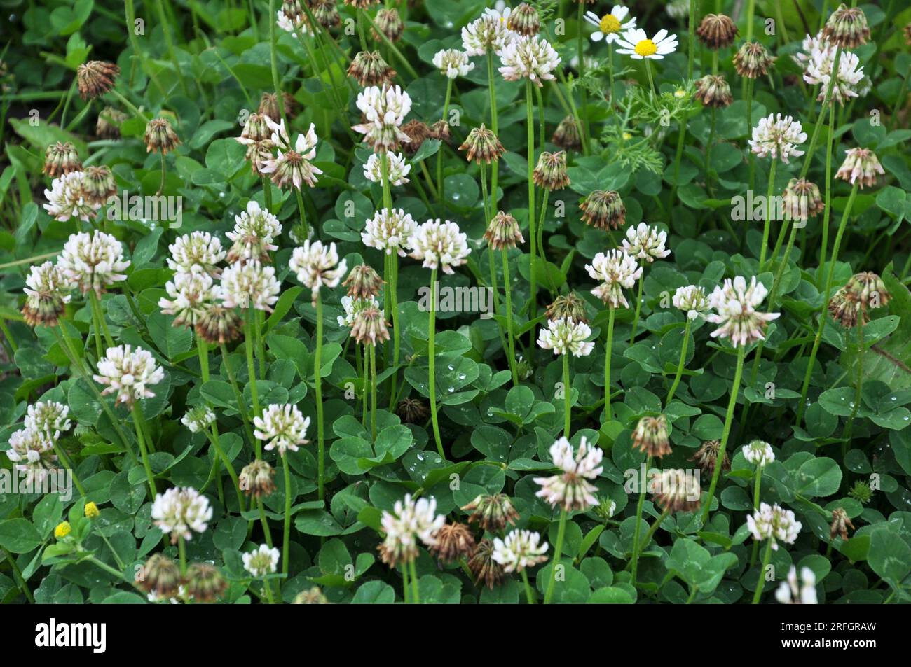 Le trèfle est de nature blanche (Trifolium repens) Banque D'Images