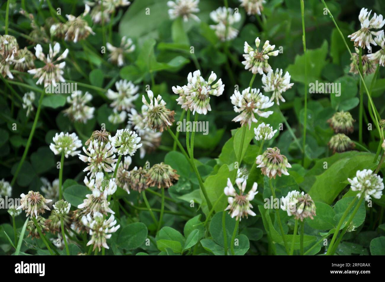 Le trèfle est de nature blanche (Trifolium repens) Banque D'Images