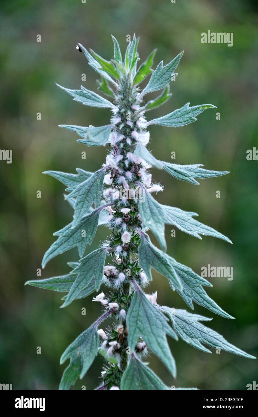 Dans le pré parmi les herbes pousse et les fleurs chien ortie est à cinq lames (Leonurus quinquelobatus) Banque D'Images