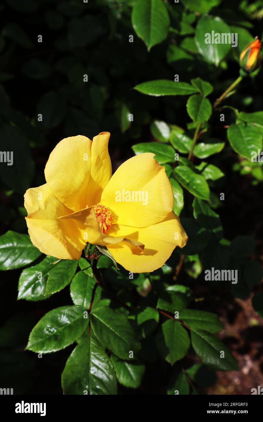 Une rose jaune vif par une journée ensoleillée au centre de l'image Banque D'Images