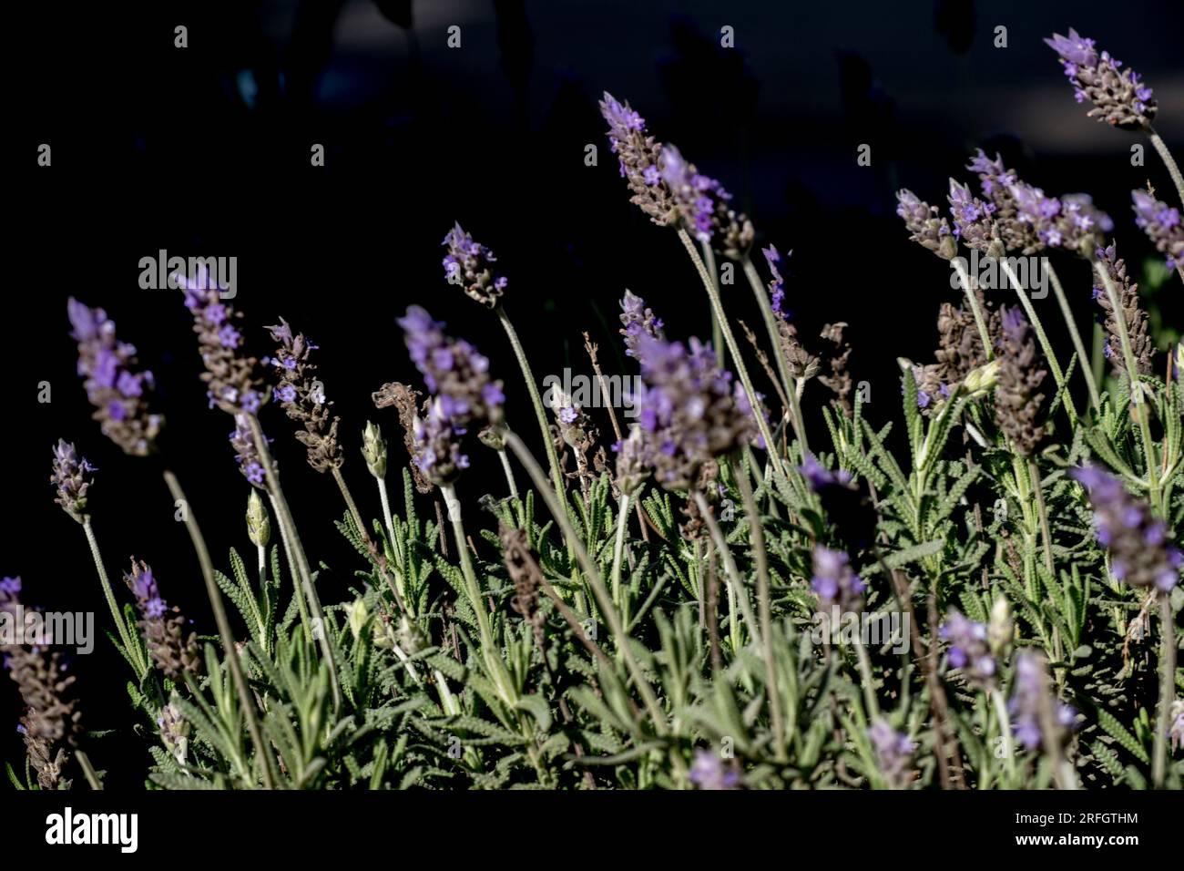 fleurs de lavande lilas dans le jardin. lavandula Banque D'Images