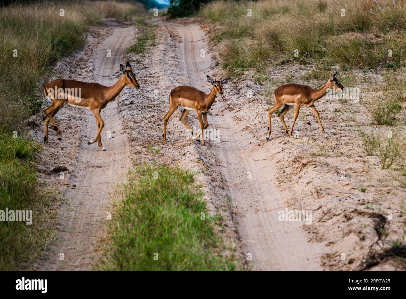 Réserve faunique de Phinda, Afrique du Sud — 2 mai 2023.Une image télévisuelle de cerfs traversant un chemin de terre dans la réserve faunique de Phinda. Banque D'Images