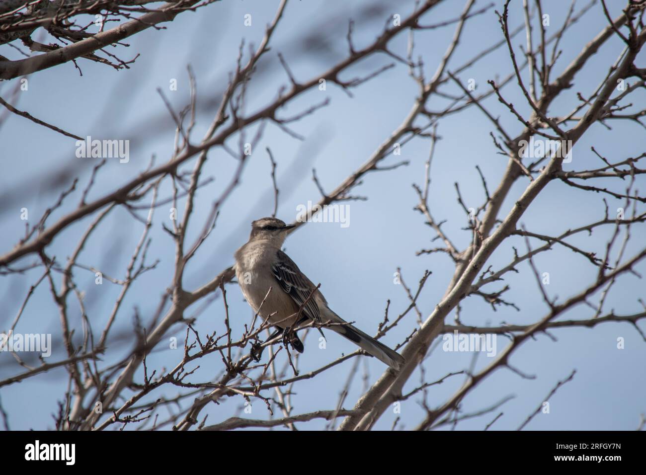 Mimus saturninus. oiseau moqueur sur les branches d'un arbre d'automne Banque D'Images Mimus saturninus. oiseau moqueur sur les branches d'un arbre d'automne Banque D'Images
