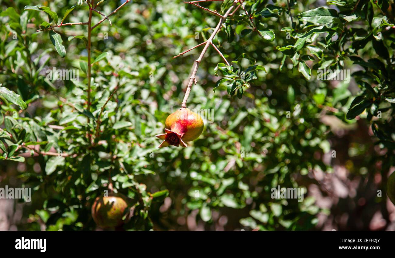 Mise au point sélective d'une grenade. Un petit fruit de grenade non mûr poussant sur la branche Banque D'Images