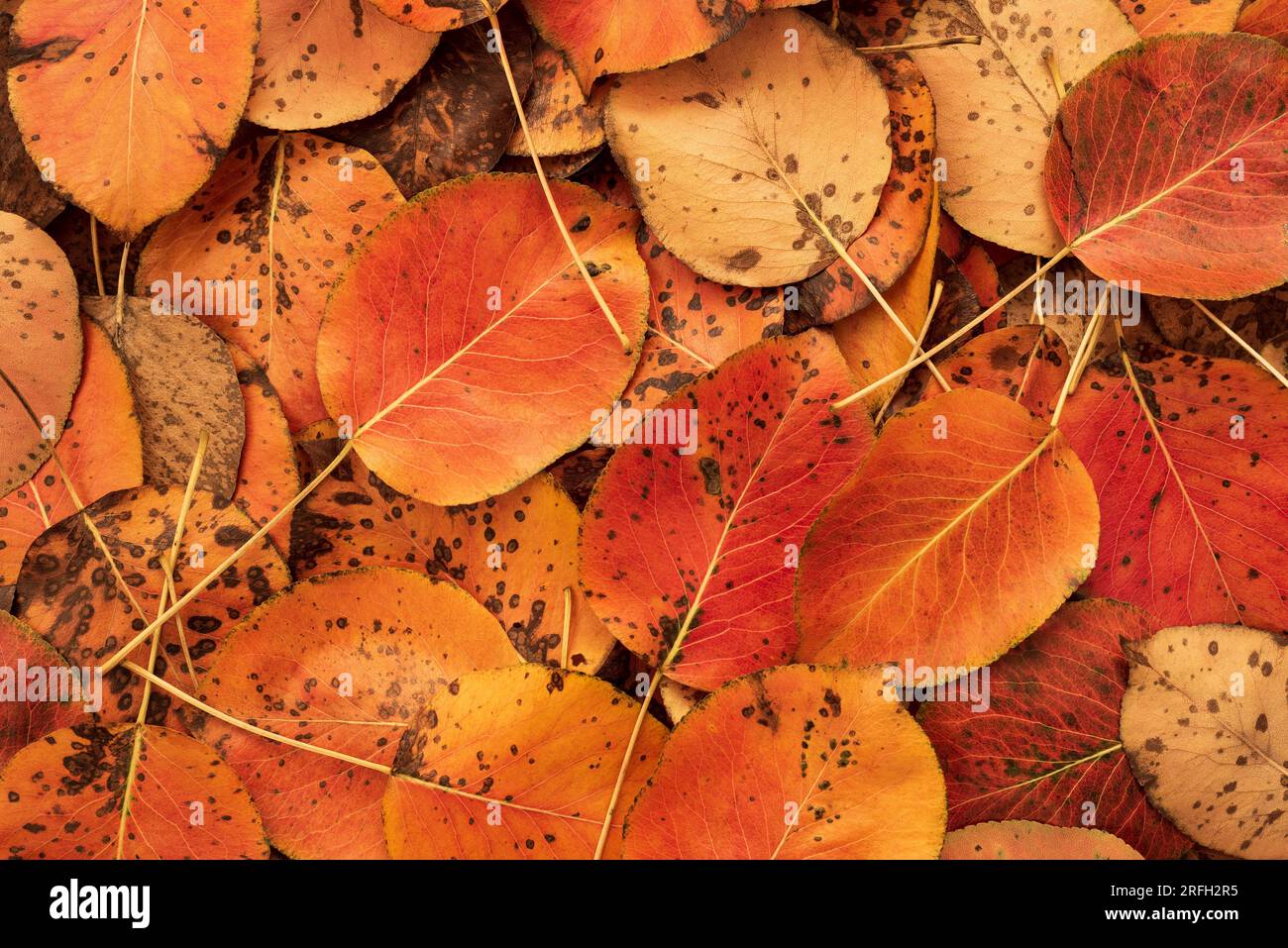 Fallen Leaves texture pour Autumn Designs Banque D'Images