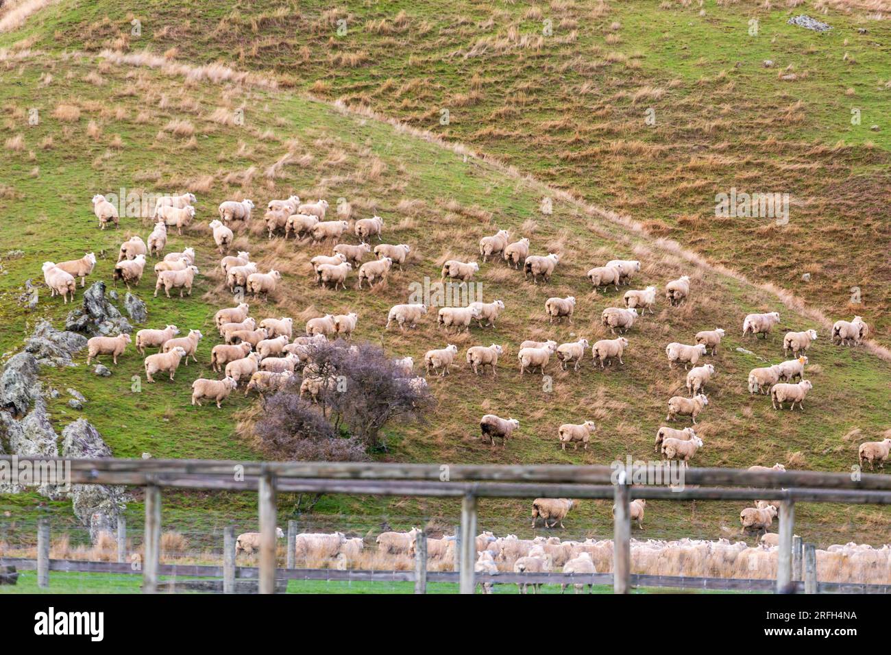 Photographie d'une foule de moutons en train de descendre un pâturage verdoyant près du lac Moke près de Queenstown sur l'île du Sud de la Nouvelle-Zélande Banque D'Images