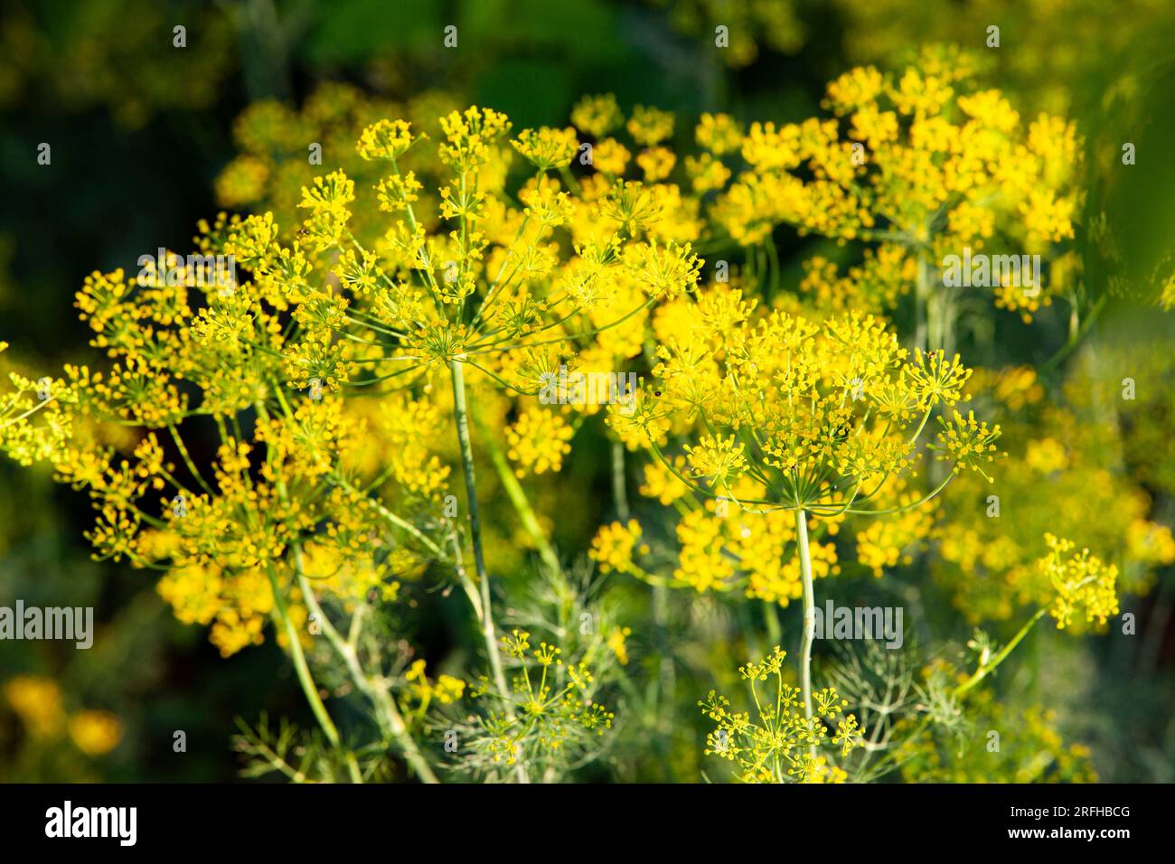 L'aneth a fleuri dans le jardin. Banque D'Images