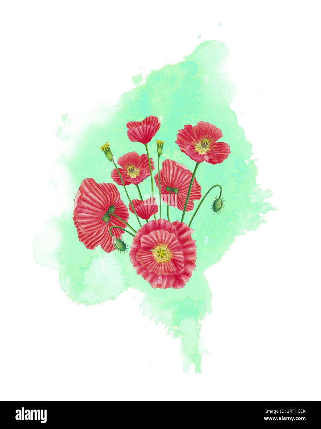 Composition de fleur de coquelicot rouge avec éclaboussure d'aquarelle verte. Carte de voeux et modèle de bannière, invitation, carte postale avec des fleurs de champ, bourgeon, graines Banque D'Images
