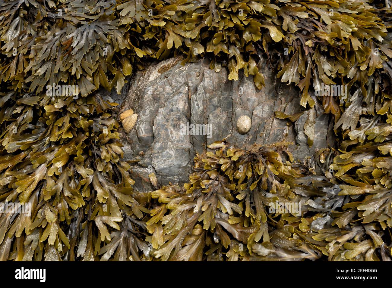 Rocher entouré d'algues dentelées Banque D'Images