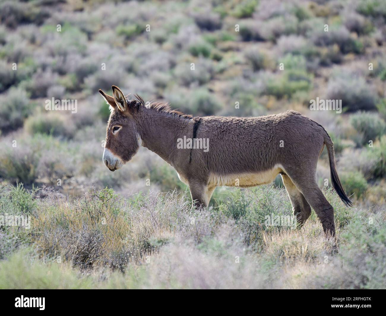 Un burro sauvage près du sentier Mosaic Canyon dans le parc national de Death Valley, Californie, États-Unis. Banque D'Images