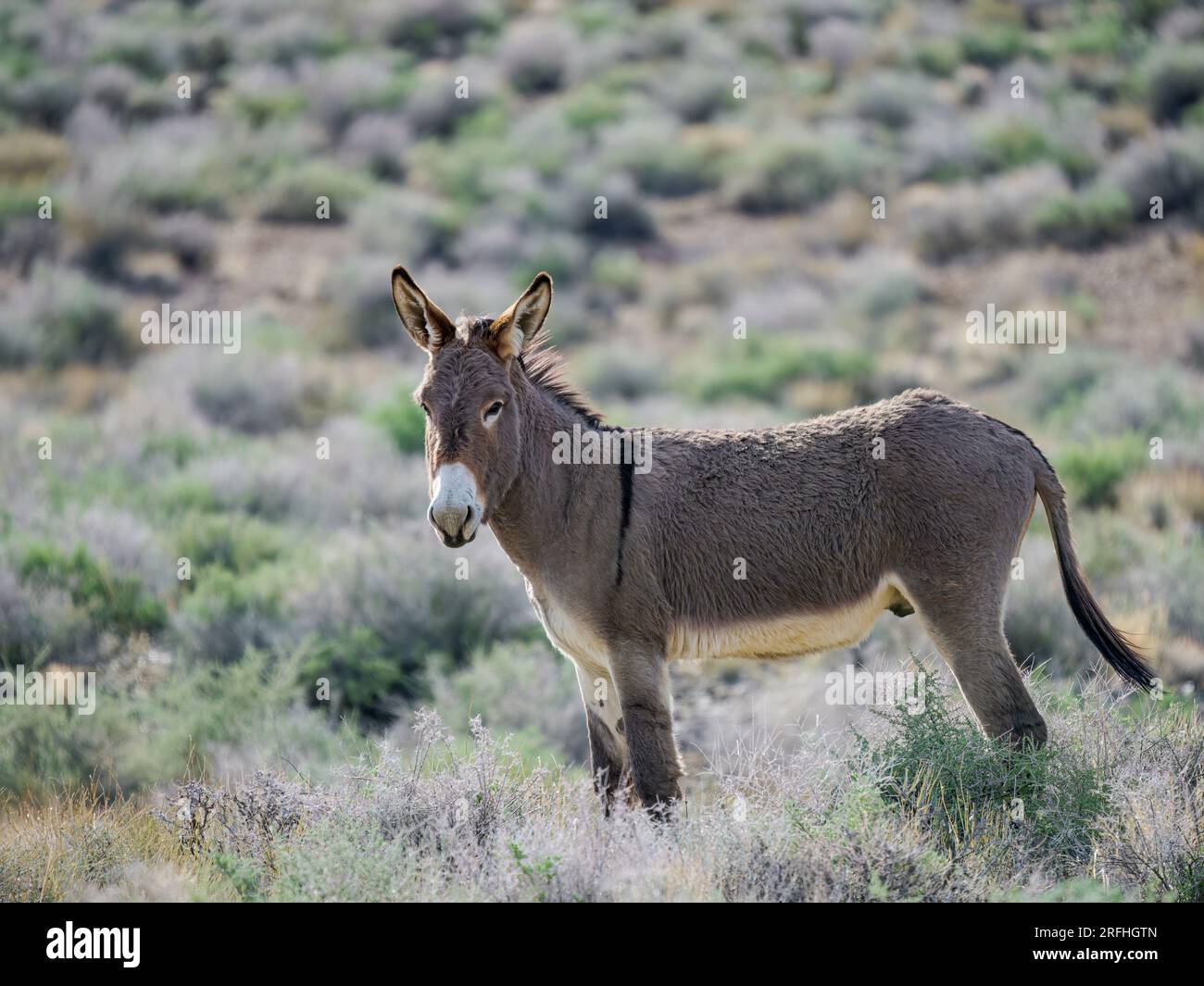 Un burro sauvage près du sentier Mosaic Canyon dans le parc national de Death Valley, Californie, États-Unis. Banque D'Images